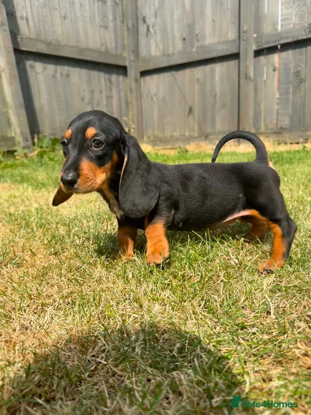 Mixed Breed dogs for sale: 🐾 Mini Bassets 🐾 - Advert 29
