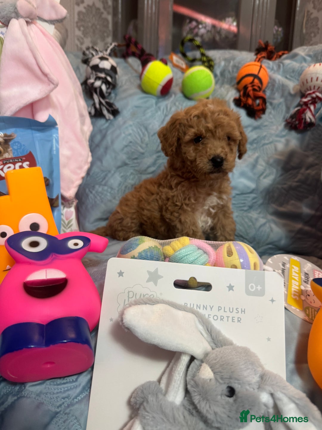 Cockapoo dogs for sale: Cockapoo puppies  - Advert 2