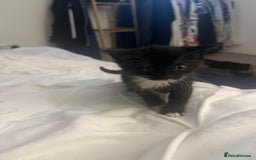 British Shorthair cats for sale: Black and white kittens for sale  - Image 6