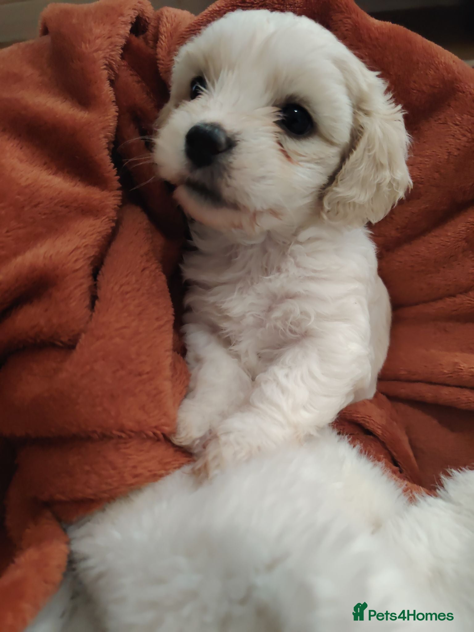 Shihpoo dogs 🤎🤍 The perfect babies 🤎🤍 - Advert 8