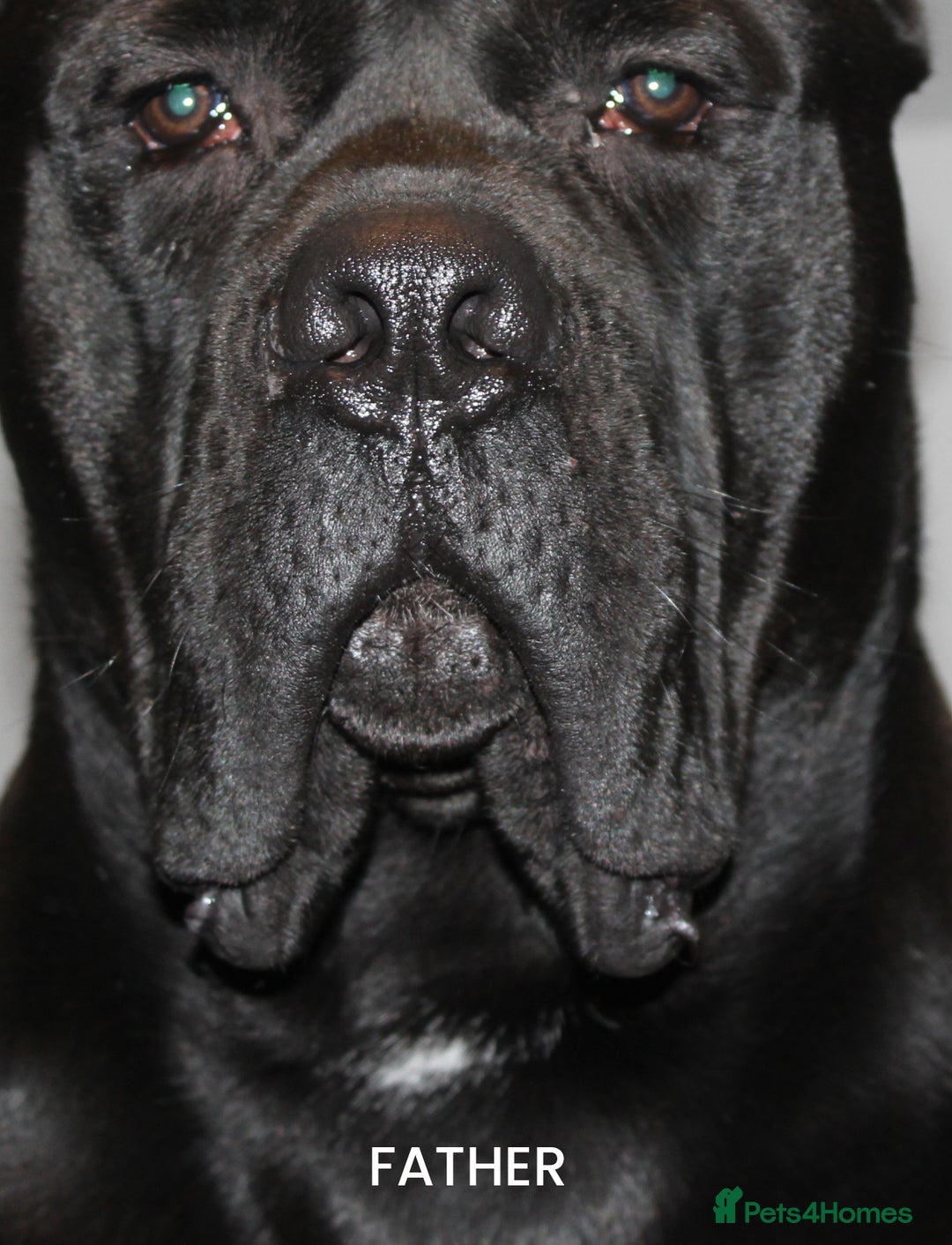 Cane Corso dogs for sale: Cane Corso Puppies from Exceptional Bloodlines, - Advert 4