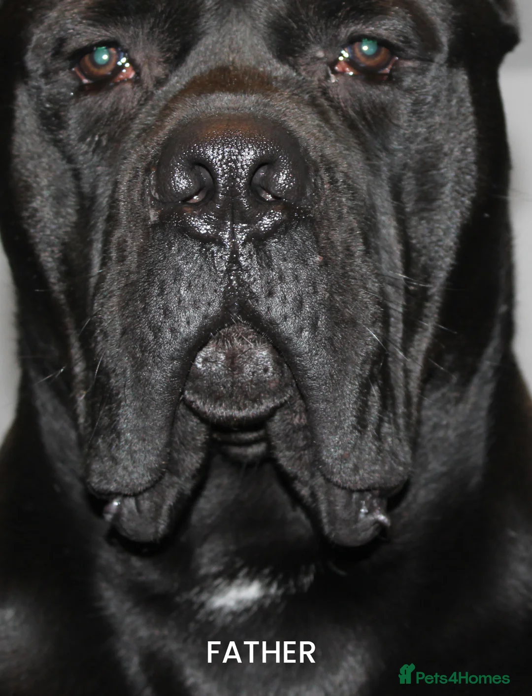 Cane Corso dogs for sale: PRICE DOWN, 1 BOY 2 GIRLS LEFT - Advert 15