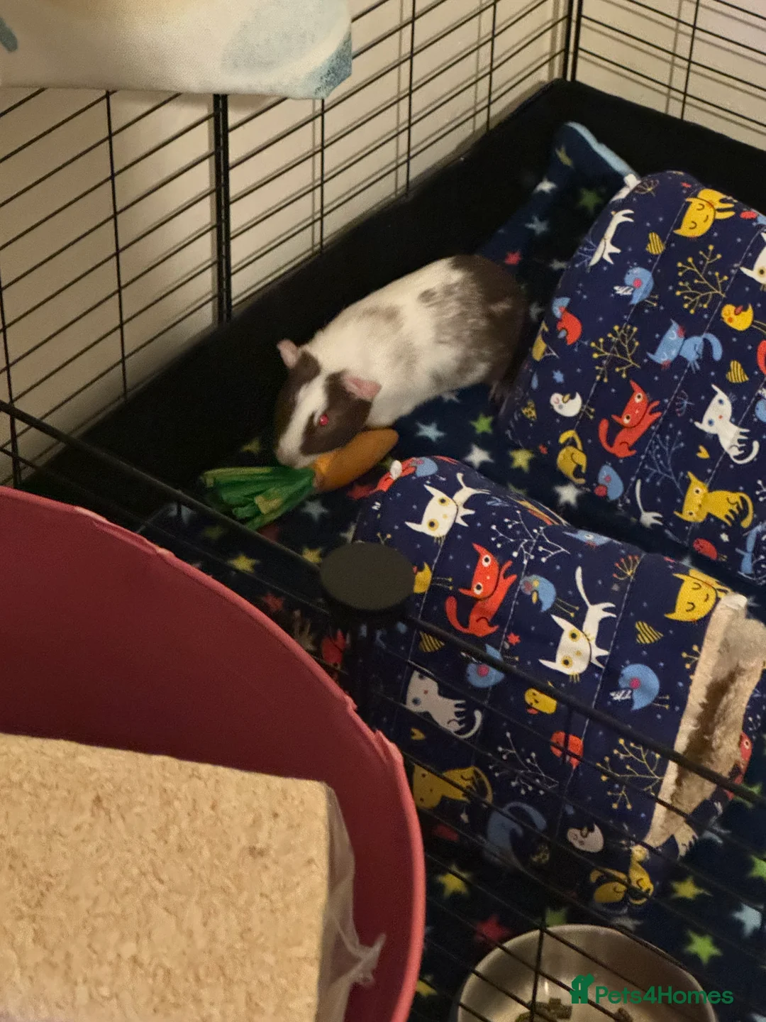 Guinea Pig rodents for sale: 2Female American Guinea Pigs incl Cage/Accesories  - Advert 5