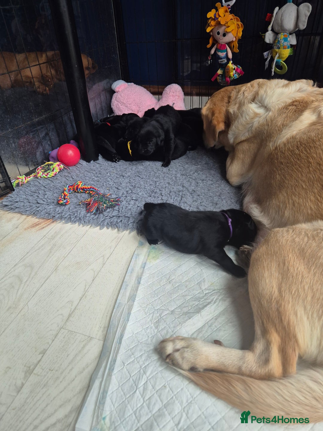 Labrador Retriever dogs for sale: Labrador/ retriever puppies  - Advert 7