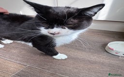 Mixed Breed cats for sale: X2 male cats Batman & Blacky - Image 13