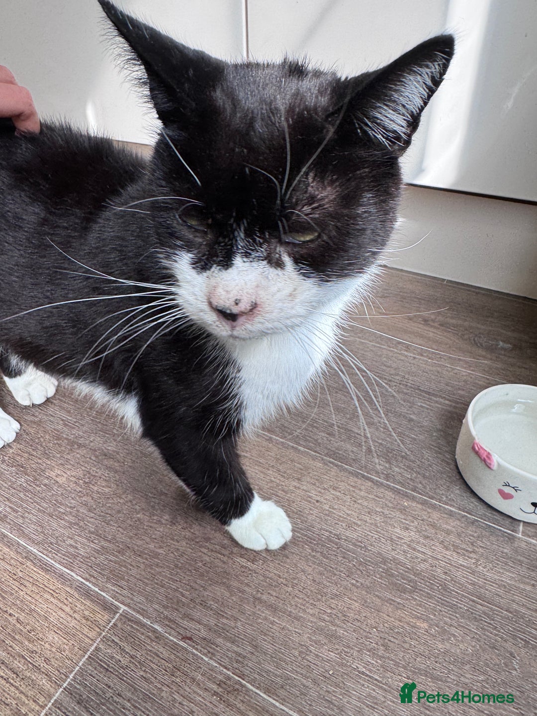 Mixed Breed cats for sale: X2 male cats Batman & Blacky - Image 13