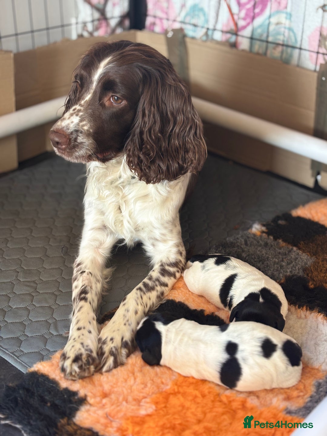 Sprocker dogs for sale: Sprocker Pups  - Image 6