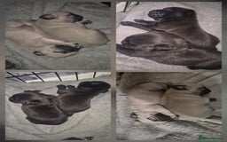 Pug dogs for sale: 4 beautiful pugs  - Image 1