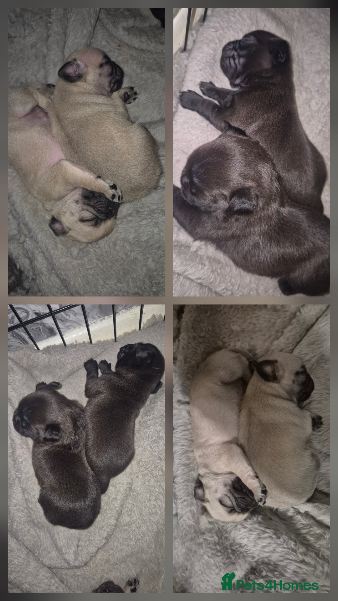 Pug dogs for sale: 4 beautiful pugs  - Image 1