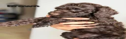 Cockapoo dogs for sale: Rare cockapoo pups with mix blue eyes colour - Advert 5