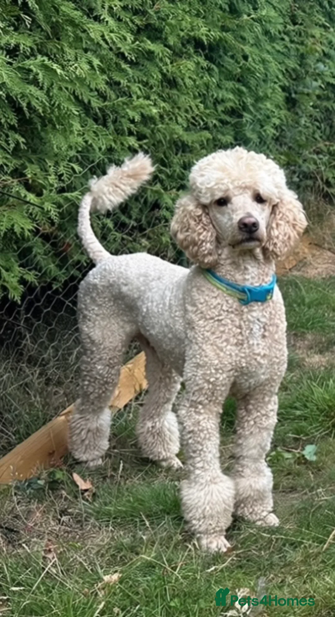 Standard Poodle dogs for stud: Standard poodle for stud - Advert 2