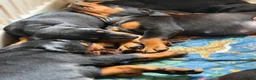 Dobermann dogs for sale: READY NOW- Outstanding KC Dobermann Pups🇧🇷 - Advert 7