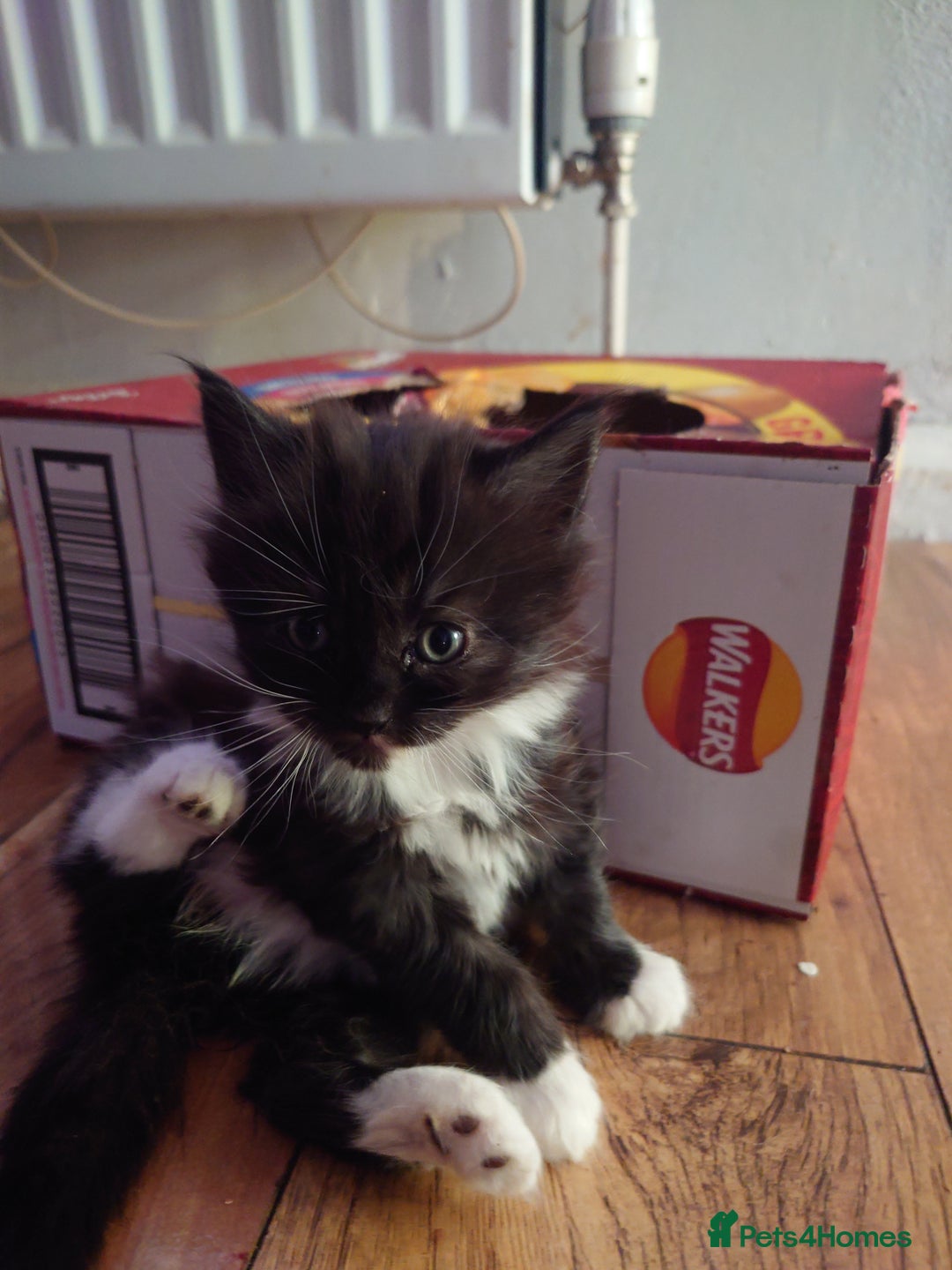 Mixed Breed cats for sale: Maine coon mix kittens  - Image 1