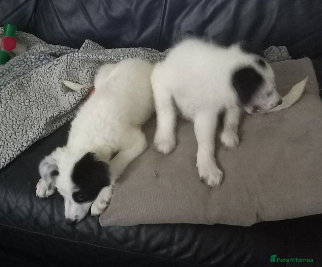 Border Collie dogs for sale: Beautiful Border Collie pups - Image 7