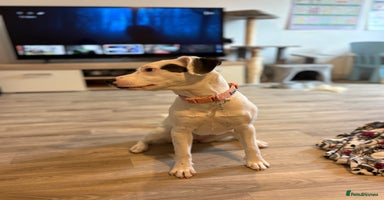 Mixed Breed dogs - Advert 13