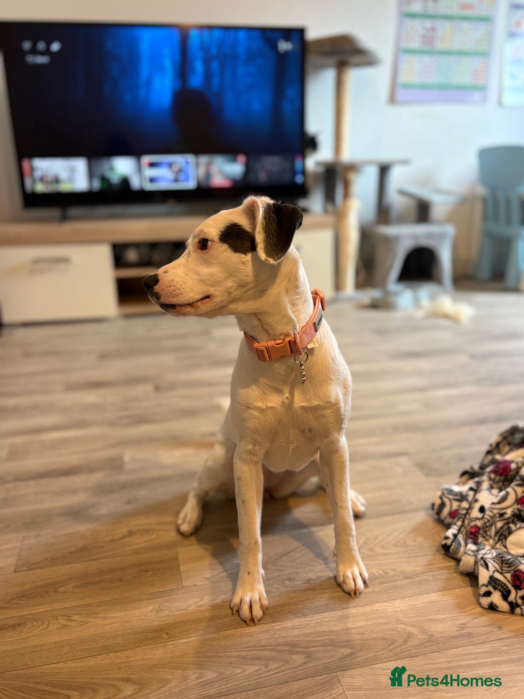 Mixed Breed dogs for sale: 8 month old puppy for rehoming - Image 2