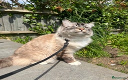 Ragdoll cats for sale: Male 6 year old Tabby Lynx Ragdoll cat - Image 11