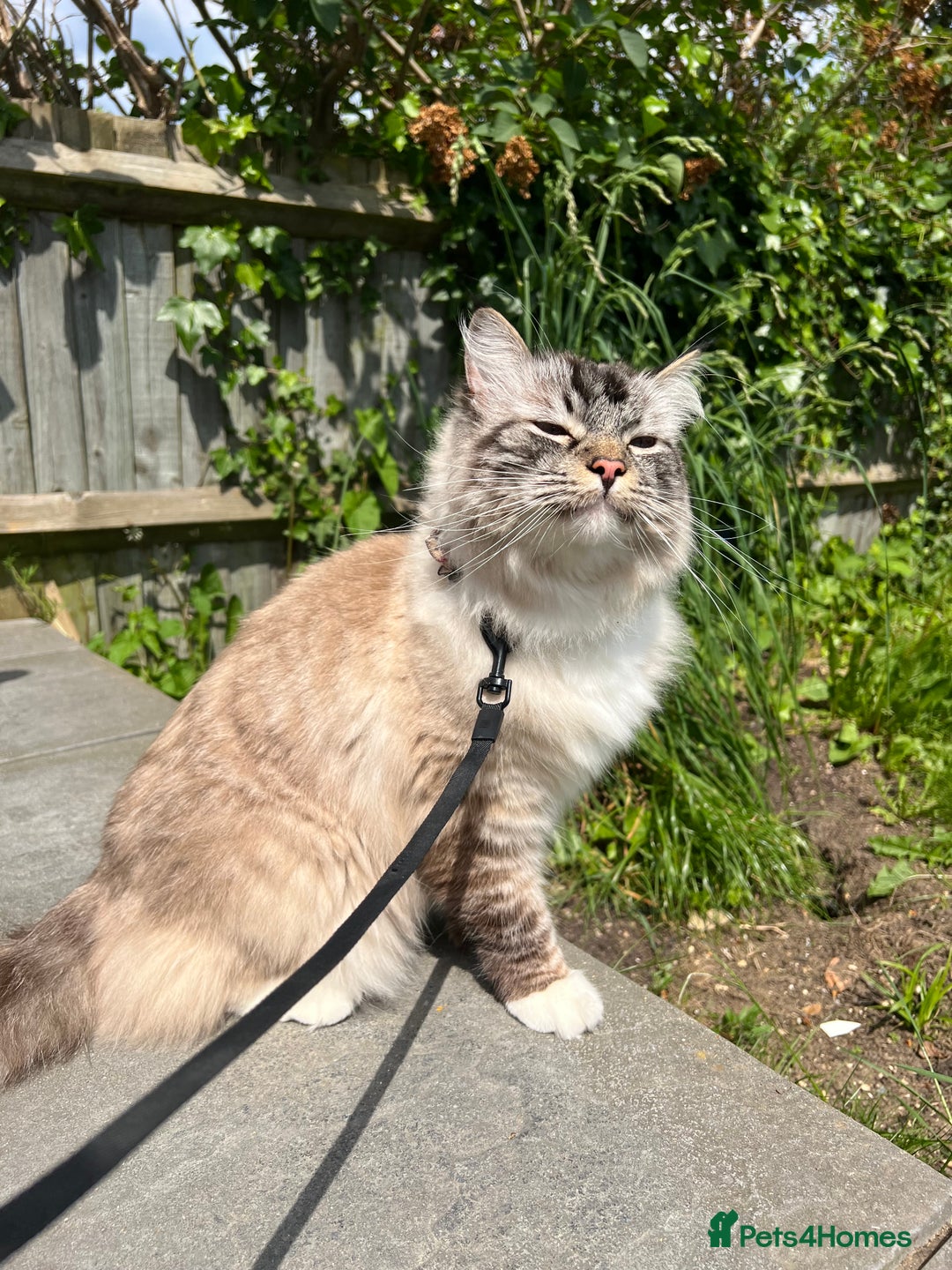 Ragdoll cats for sale: Male 6 year old Tabby Lynx Ragdoll cat - Image 11