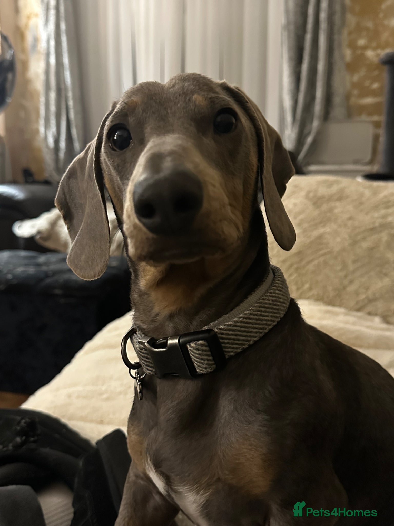 Miniature Dachshund dogs Male miniature dachshund  - Advert 4