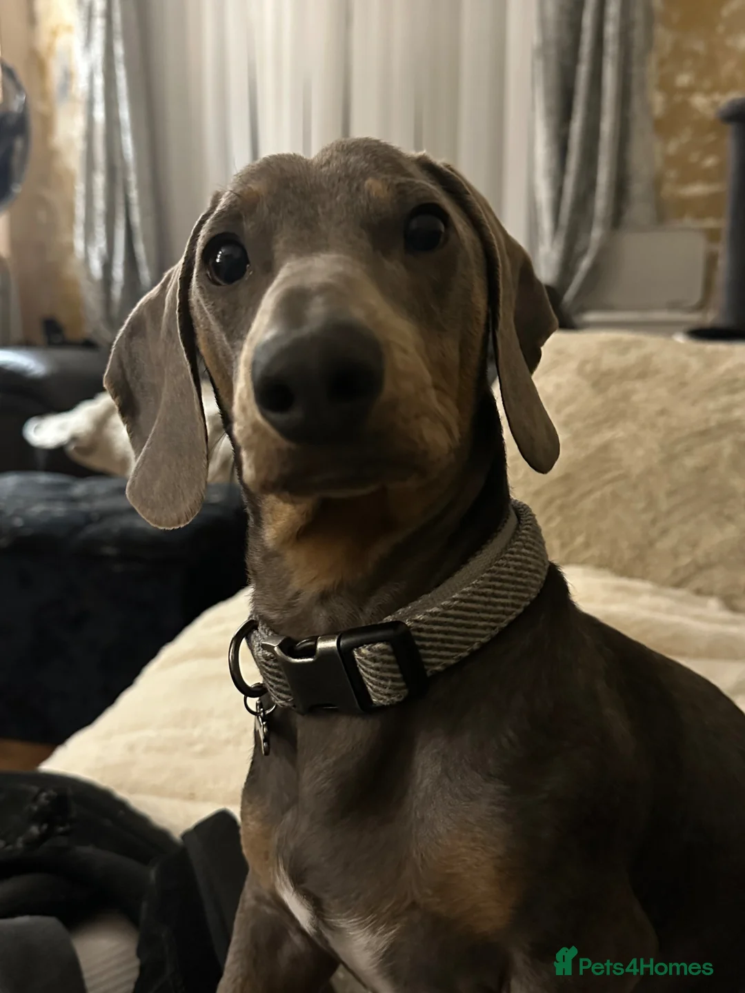 Miniature Dachshund dogs for sale: Male miniature dachshund  - Advert 2
