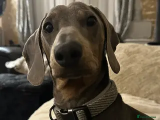 Miniature Dachshund dogs Male miniature dachshund - Advert 4