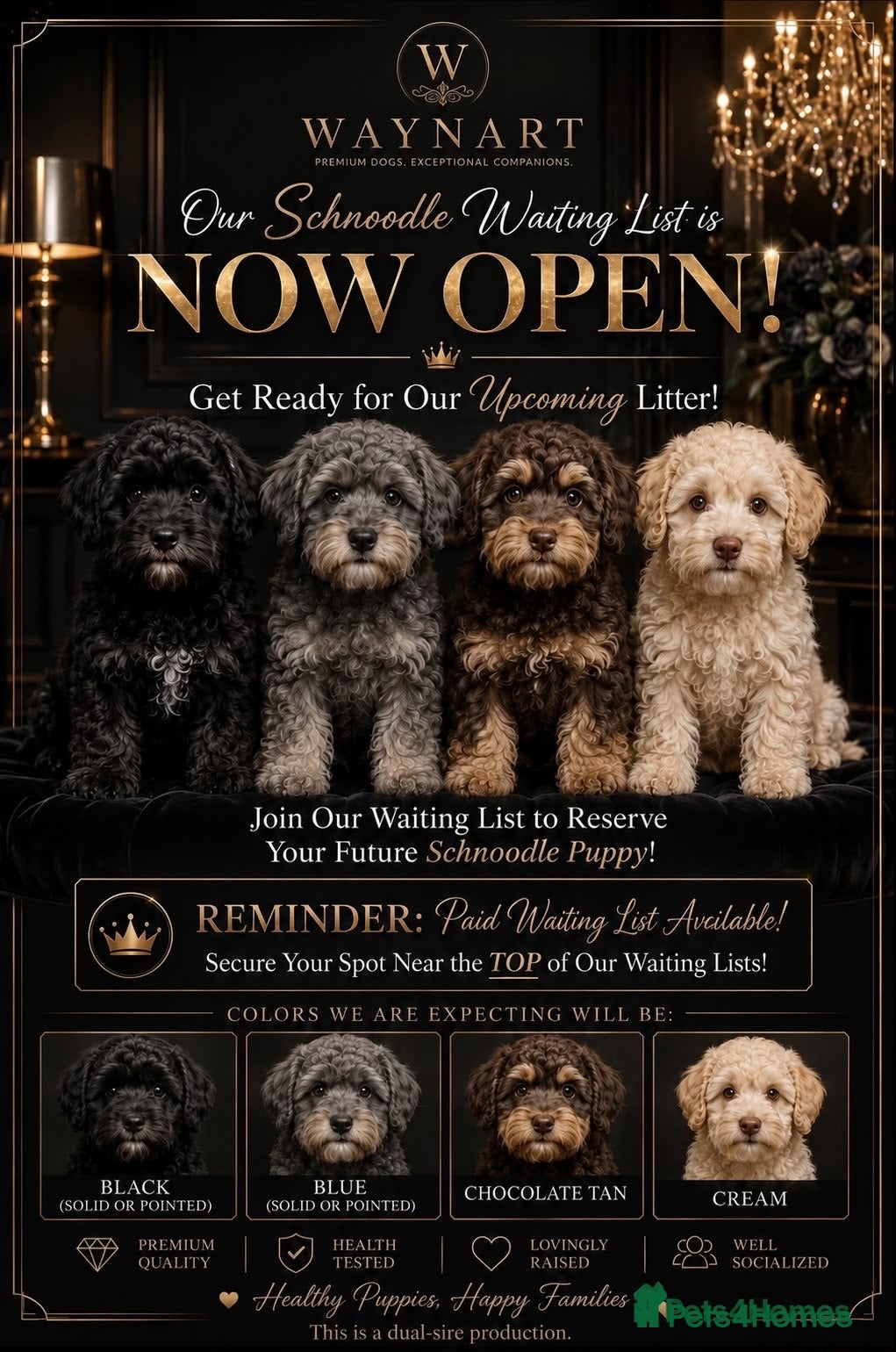 Schnoodle dogs 💫 WAITING LIST OPEN DNA CLEAR SCHNOODLES 💫  - Advert 2