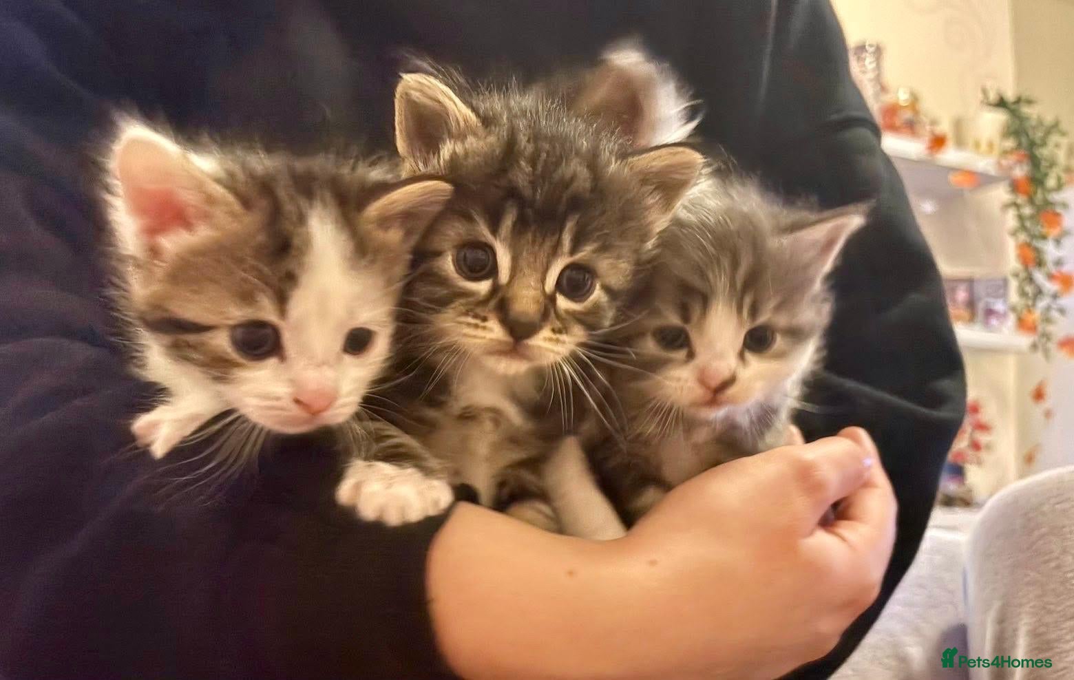 Mixed Breed cats 3 x male kittens  - Advert 2