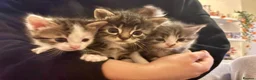 Mixed Breed cats for sale: 3 x male kittens  - Advert 1