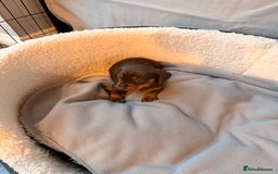 Dachshund dogs for sale: Gorgeous sausage pups for sale  - Image 13