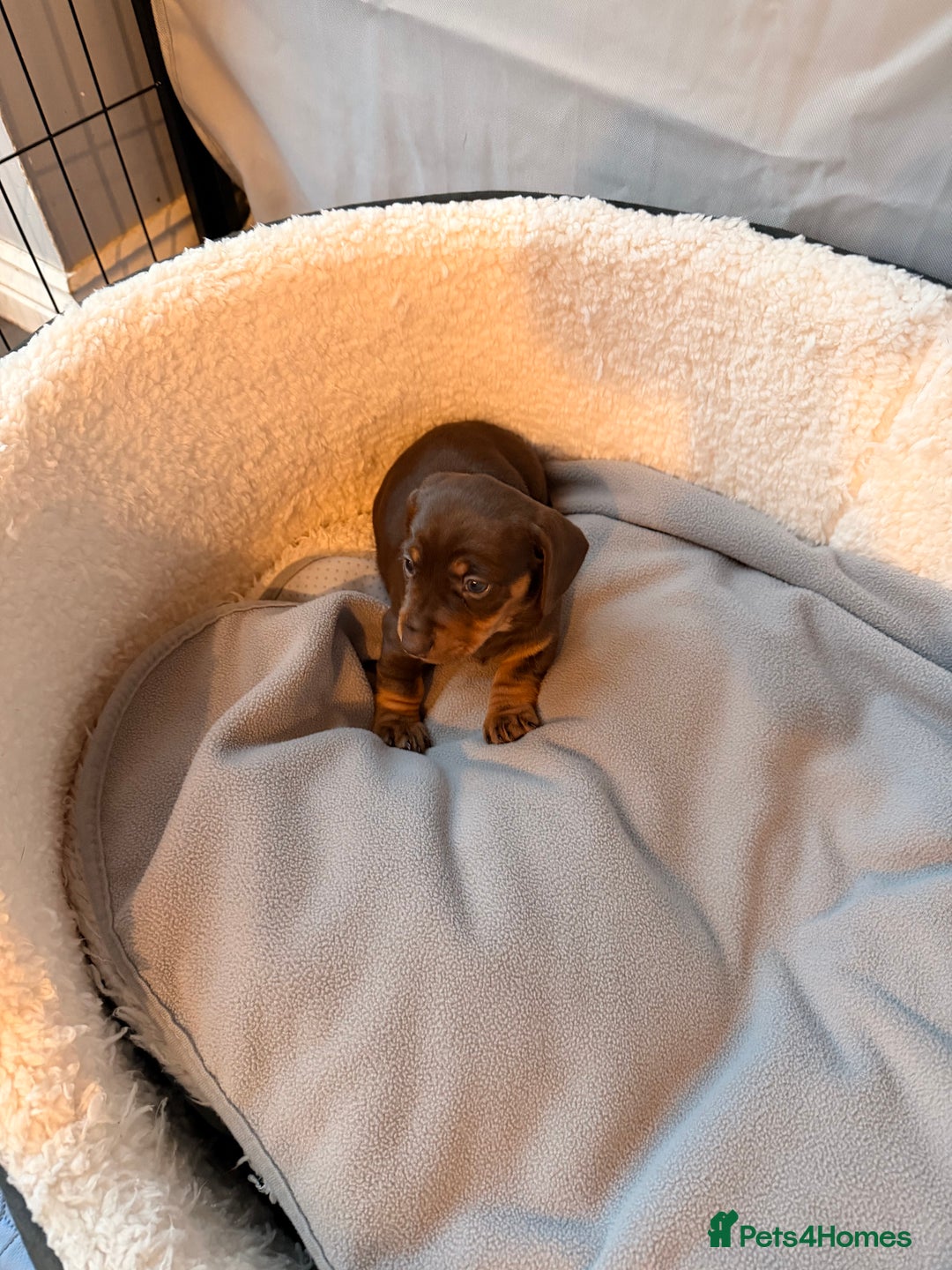 Dachshund dogs for sale: Gorgeous sausage pups for sale  - Image 13
