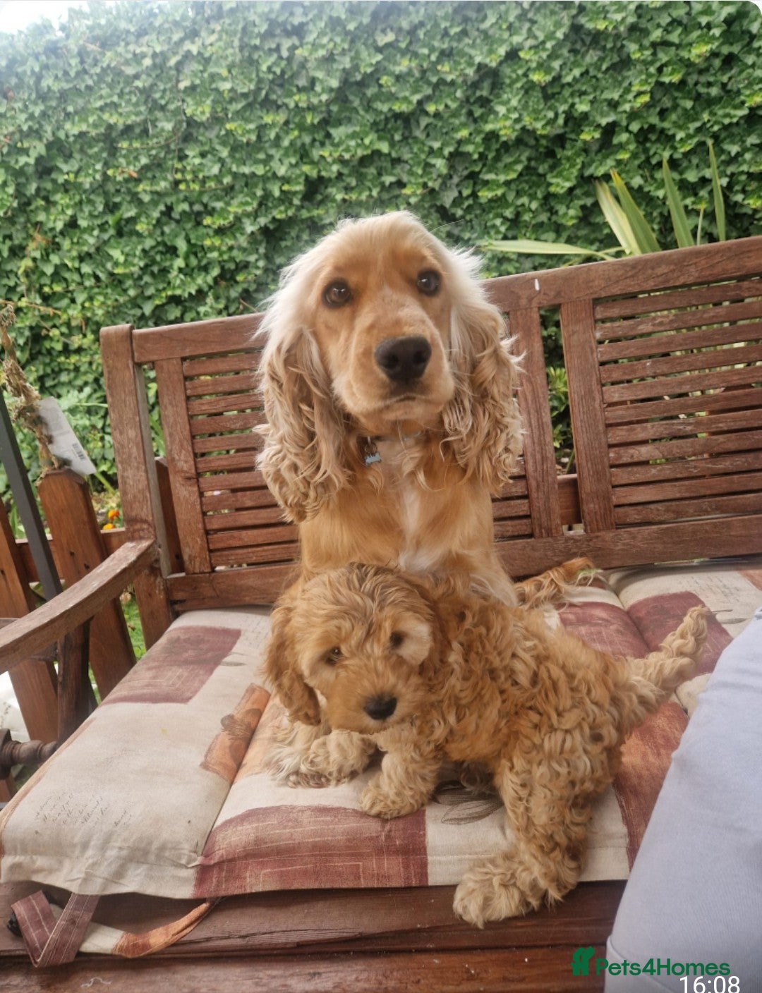 Cockapoo dogs for sale: Cockapoo for sale  - Image 5