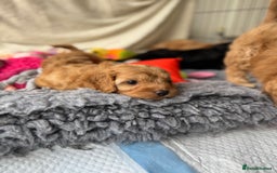 Cavapoo dogs for sale: Quality bred Cavapoo F1 - Image 6