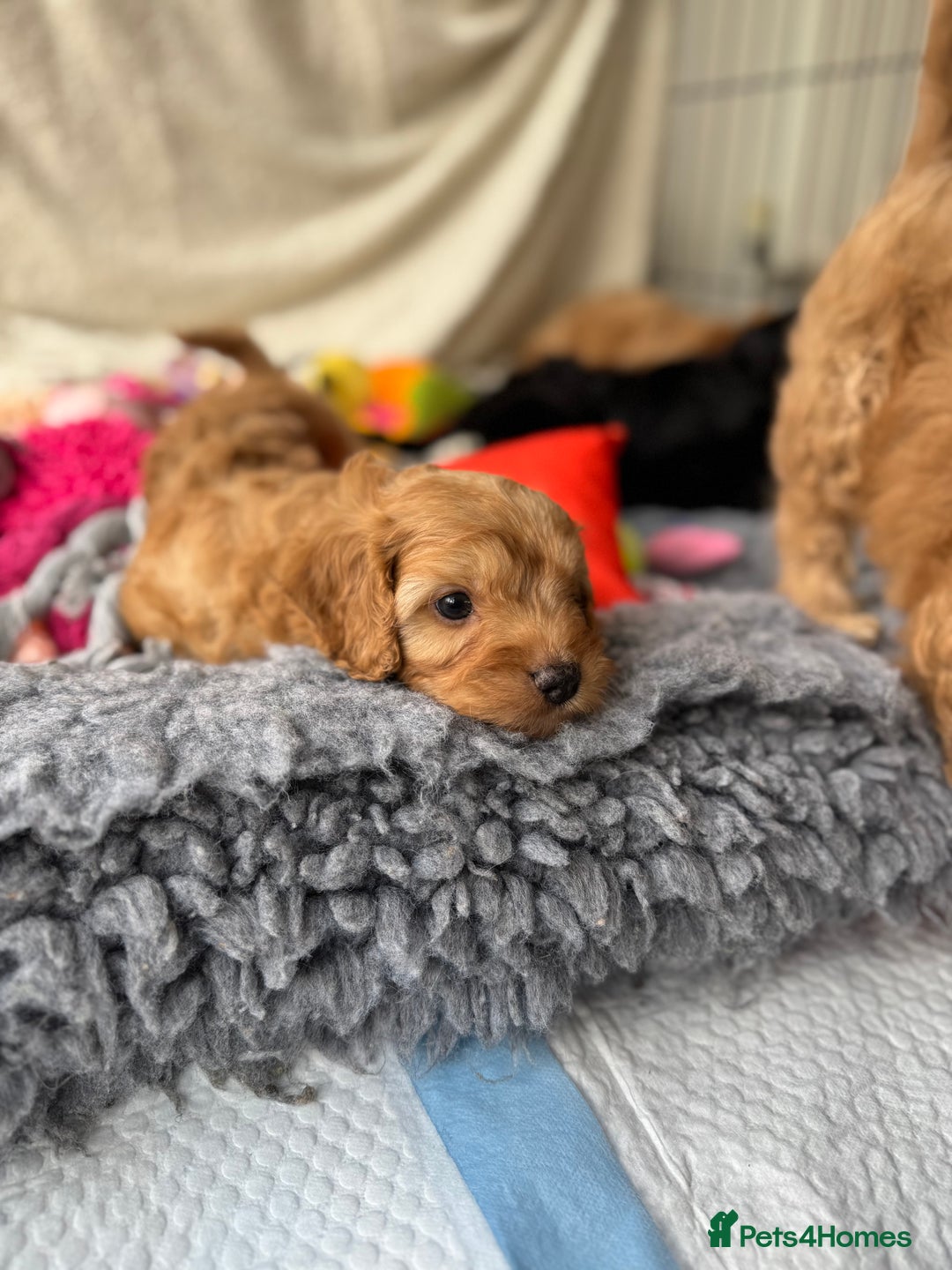 Cavapoo dogs for sale: Quality bred Cavapoo F1 - Image 6