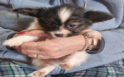Papillon dogs for sale: KC Papillon. DNA health tested parents - Image 19