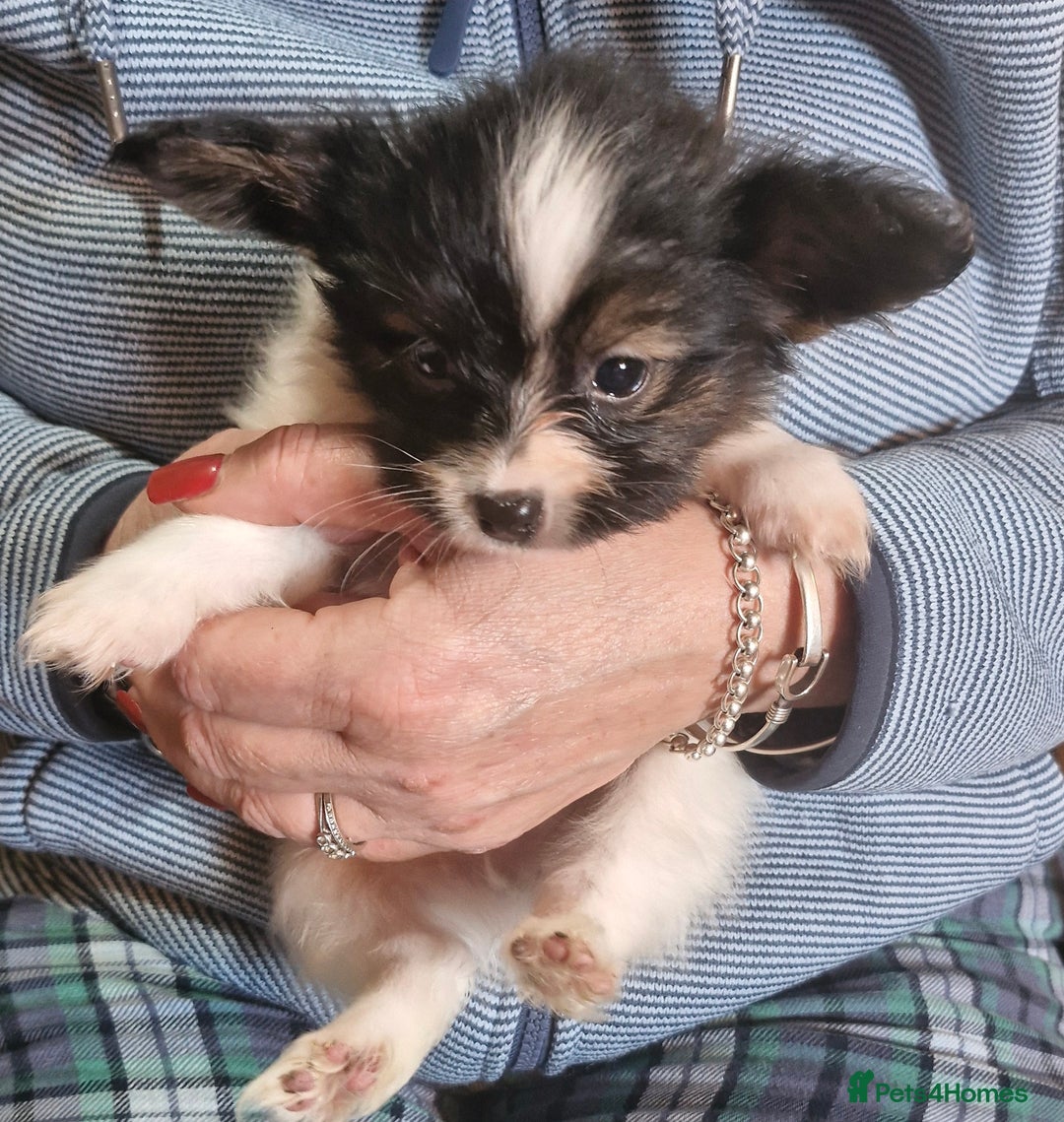 Papillon dogs for sale: KC Papillon. DNA health tested parents - Image 19