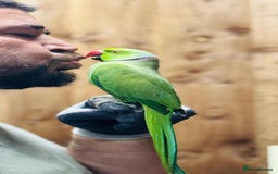 Ringnecks birds for sale: Indian ring neck - Image 2