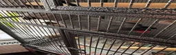 Parrots birds for sale: African grey male  - Advert 4