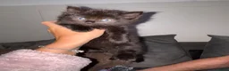 Mixed Breed cats for sale: 4 gorgeous mixed kittens available  - Advert 9