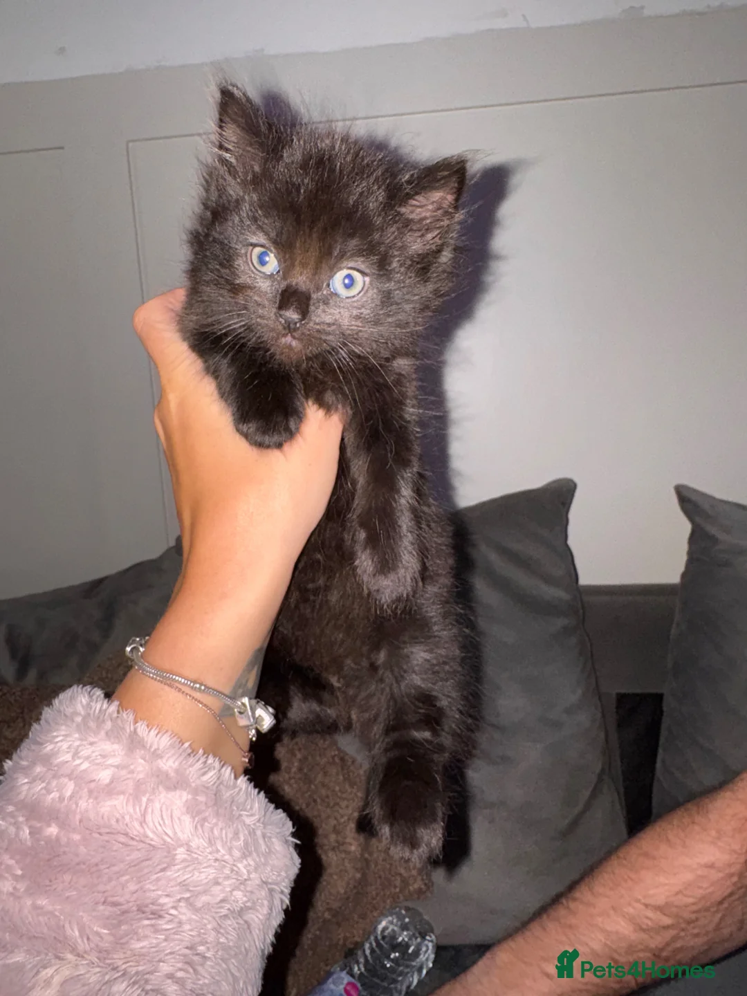Mixed Breed cats for sale: 1 gorgeous black kittens remaining  - Advert 2
