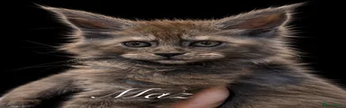 Maine Coon 8
