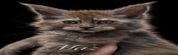 Maine Coon cats for sale: 9 STUNNING BLACK SMOKE MAINE COON CUBS  - Advert 34