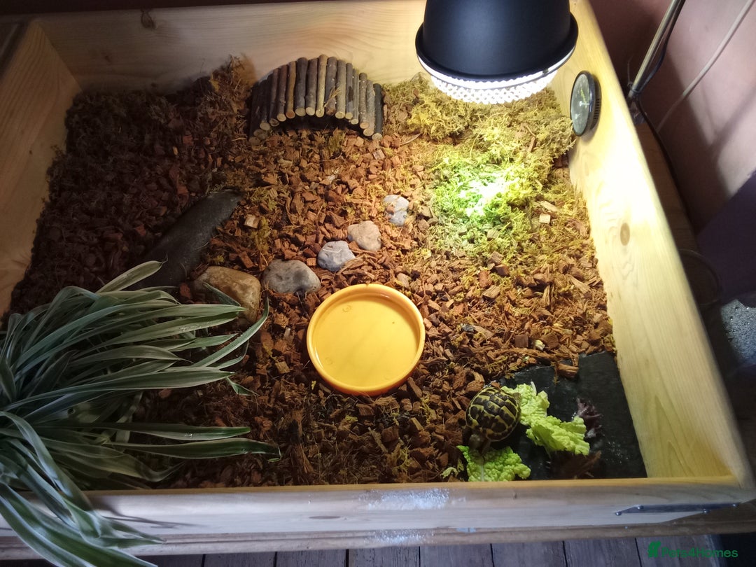 Hermann Tortoise reptiles for sale: Western Hermann Dwarf tortoise - Image 2