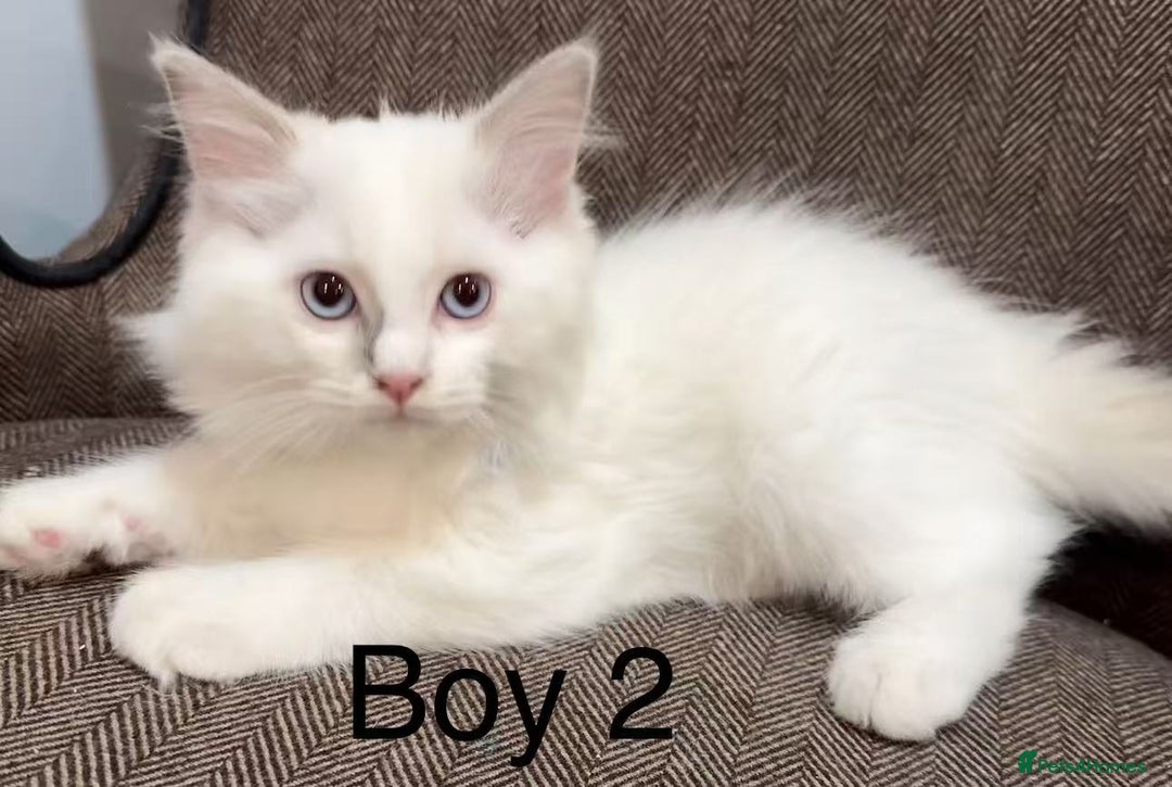 Ragdoll cats for sale: Ragdoll kittens for sale - Image 3