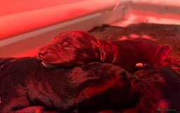 Australian Labradoodle dogs for sale: Home raised, DNA tested, Australian Labradoodles - Image 5