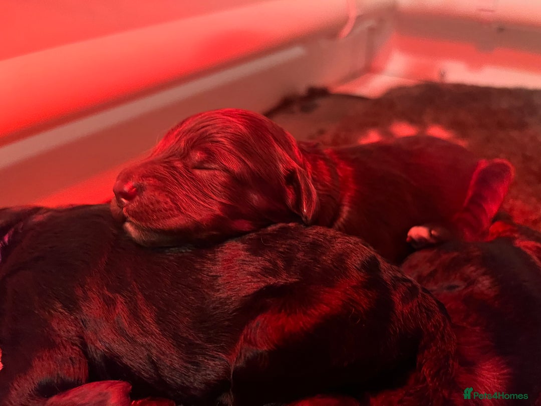 Australian Labradoodle dogs for sale: Home raised, DNA tested, Australian Labradoodles - Image 5