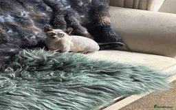Sphynx cats for sale: Female Sphynx in need of a loving family  - Image 3