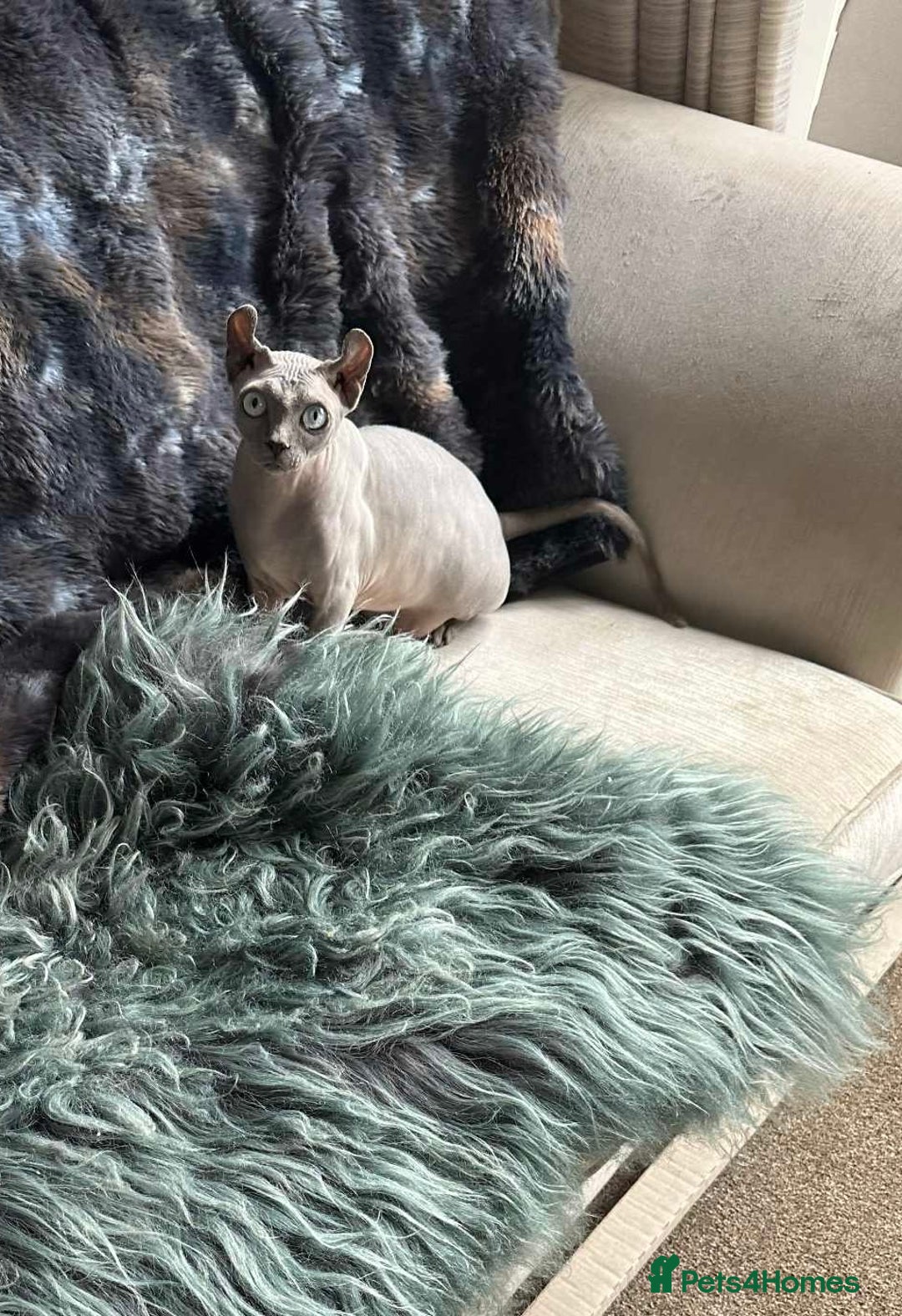 Sphynx cats for sale: Female Sphynx in need of a loving family  - Image 3