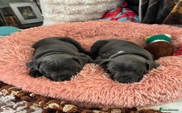 Staffordshire Bull Terrier dogs for sale: Healthy Favoured Blue Staffys for sale.  - Image 7