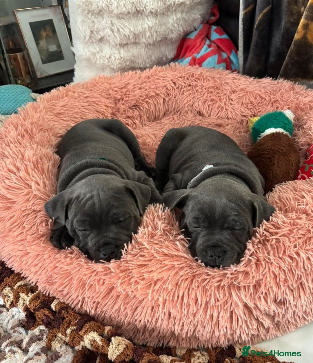Staffordshire Bull Terrier dogs for sale: Healthy Favoured Blue Staffys for sale.  - Image 7