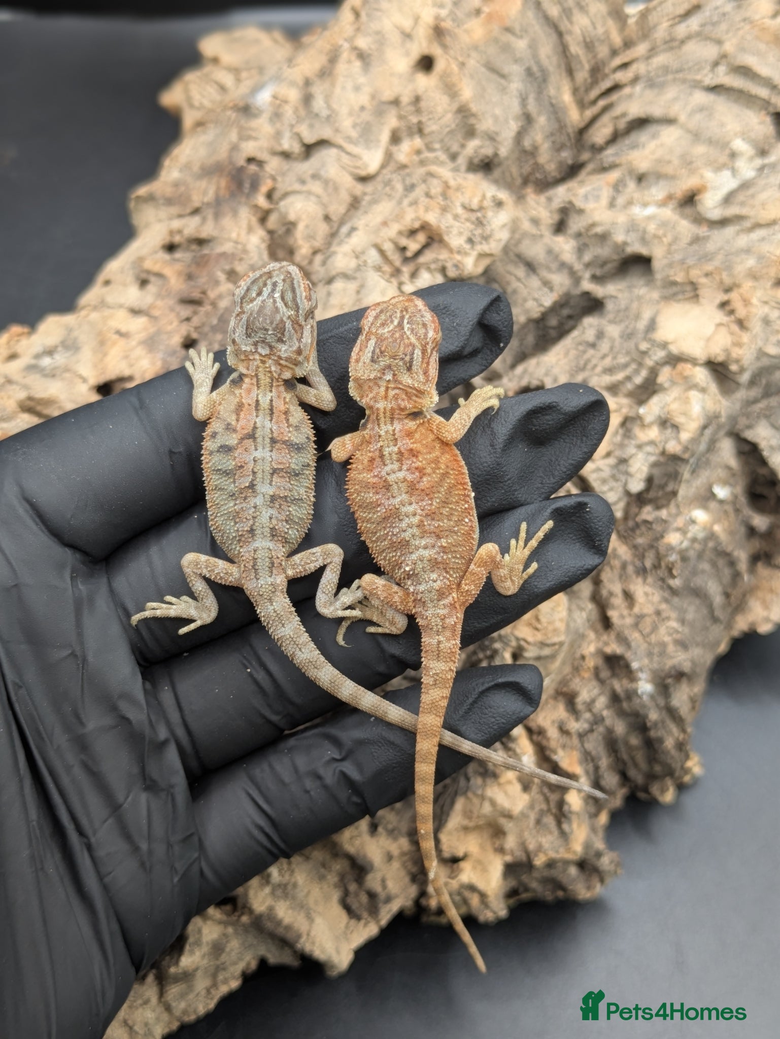 Bearded Dragon reptiles for sale: Mixed bearded dragons - Advert 3